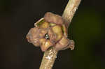 Smallflower pawpaw